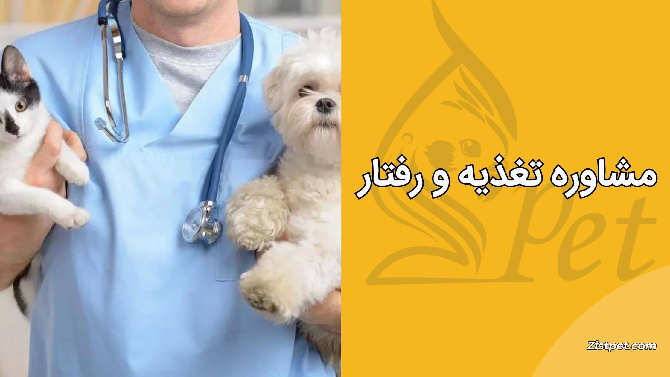 مشاوره تغذیه و رفتار از خدمات دامپزشک تهران